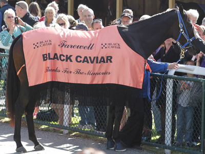 Black_Caviar